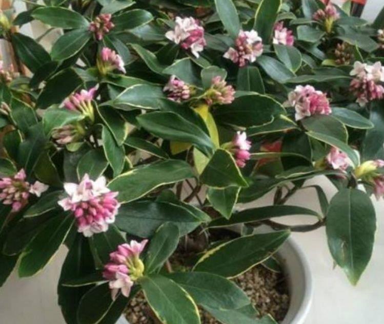 4种花好养又漂亮,花朵大花期长,花朵迷人,阵阵花香