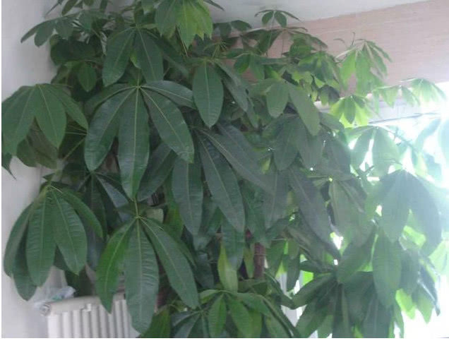 发财树黄叶还不长1个“小方法”,叶片油绿疯长不停,1年长半米