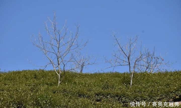 踏青径山寺，春光与茶都很好