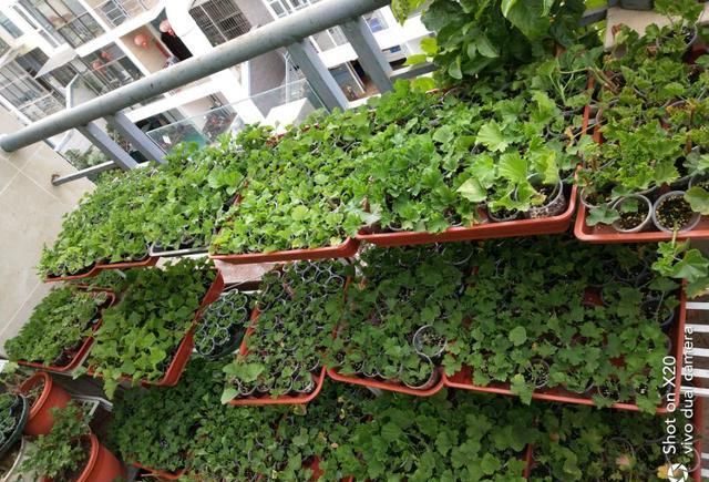 她是个狂热的天竺葵迷，院子里疯狂养了300盆，花团锦簇太养眼