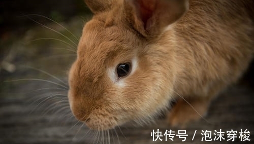 机遇|4生肖机遇不断，贵人鸿运当头，幸福指数飙升，美好生活指日可待