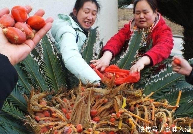 最少|最难吃到的“水果”,最少60年才结果,很多人等到老都没吃到