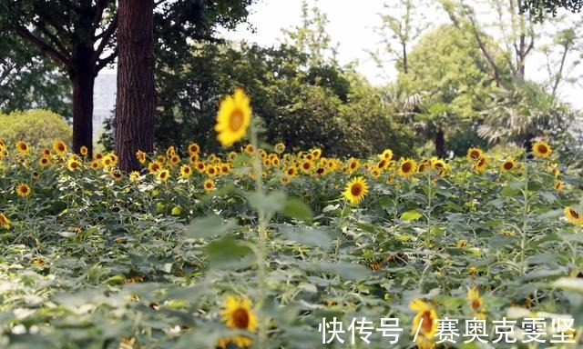 向阳|热浪滚滚 向阳而生 申城向日葵花海上线啦