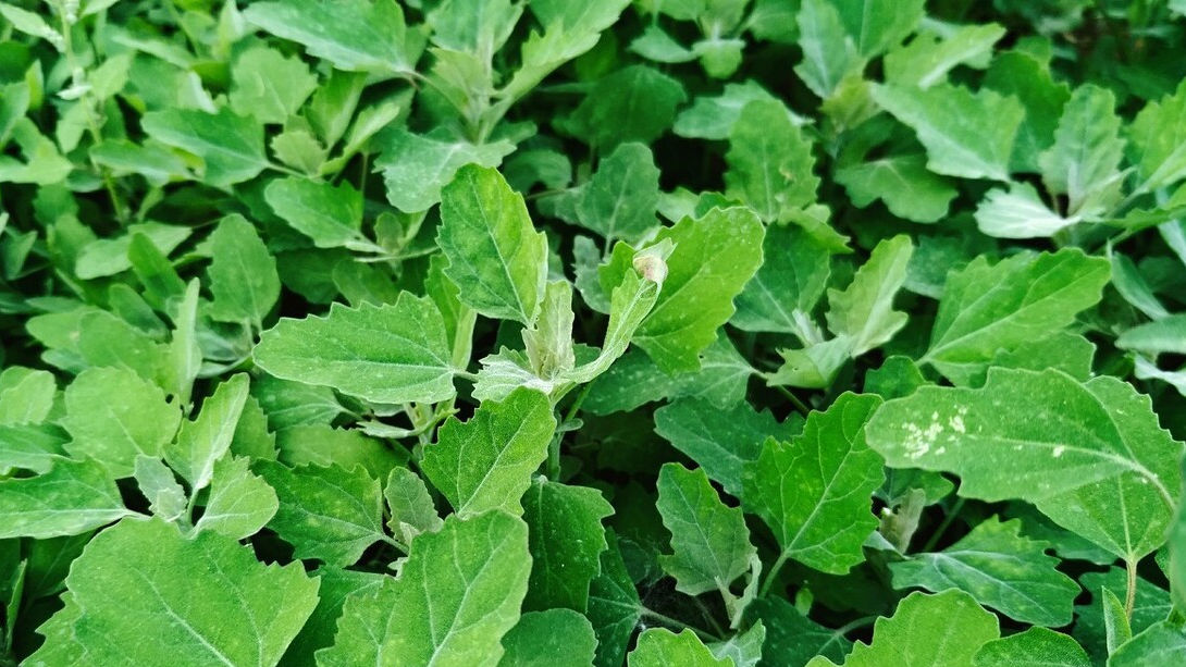 野菜|49种野菜大图片，带你见识不同的野菜和吃法，你想要的野菜这里有