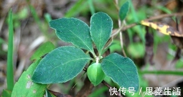 块根|见到此草尽量移植,别铲除,因为块根很珍贵,70元一斤