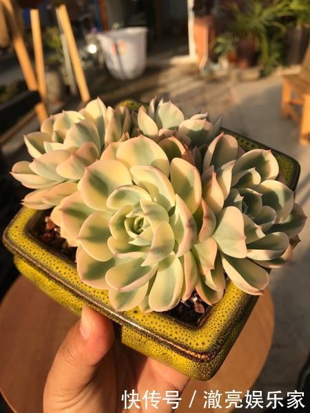 浇水|多肉不能随便养,挑这3个品种,三五年成老桩,价值涨了不少