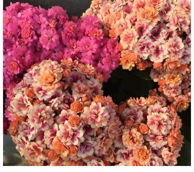 好处|三伏天里这3种花要备份，来年好处多多