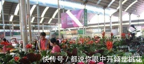 养花|花市买花时,尽量避开“此2种”,还有花友敢买,拿回家就养死