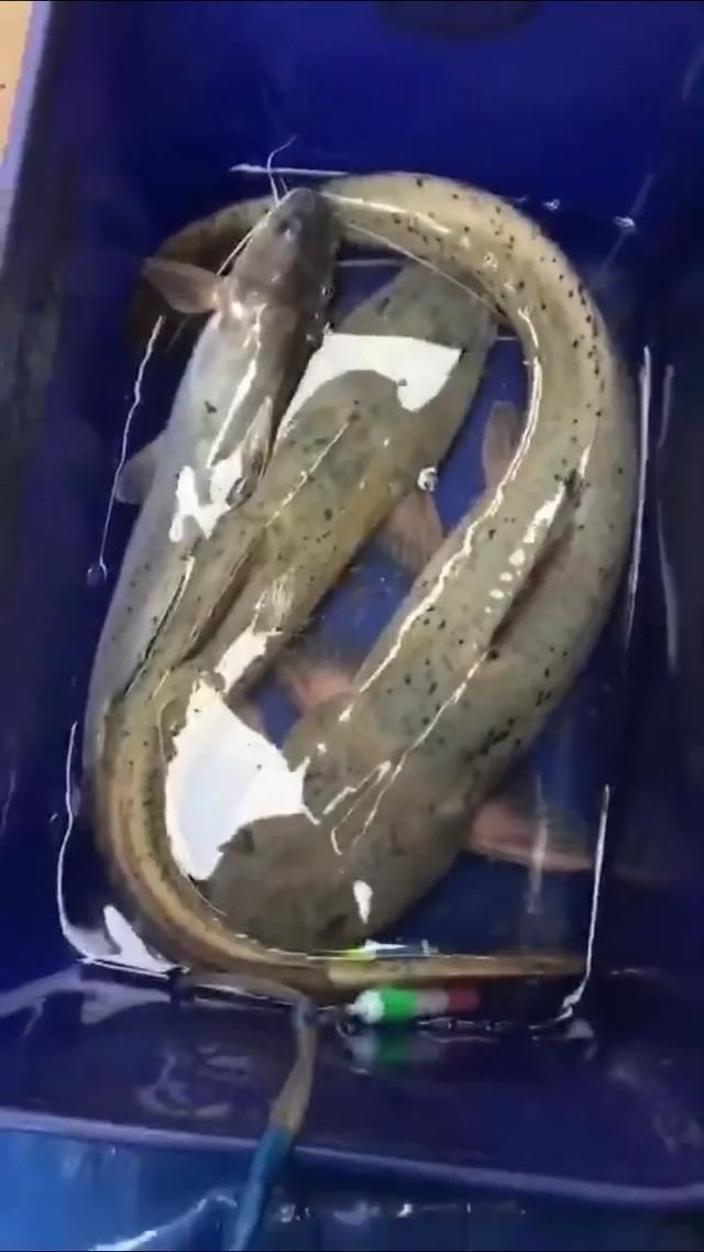 矶竿|这种是我国最贵的淡水鱼品种之一,很多人即使钓到都舍不得吃