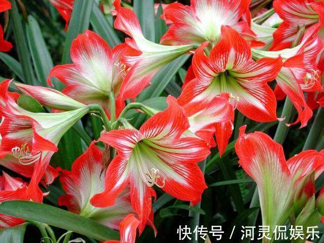 6种“懒人花”可真皮实，一个月不浇水，太阳越晒，开花越泼辣