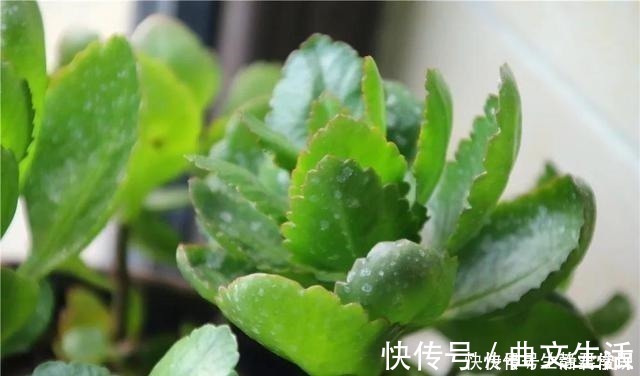 秋季|长寿花开花爆盆有秘诀，学会施肥就行了，砰砰开花全是花苞！
