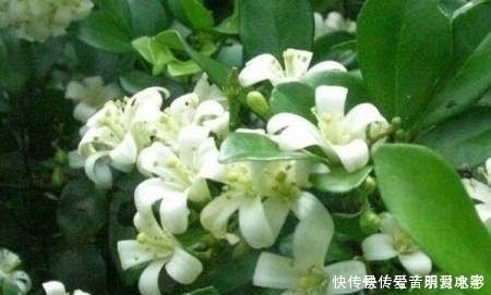 桂花|家中不要乱养花，此花号称“天下第一香”，阳台种两盆，满屋飘香