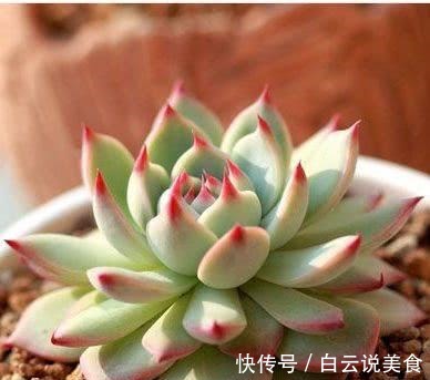 叶子|4种多肉，对待新手很友好，丢土里就能活，一年长成一大群