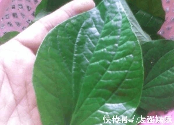 野菜|农村一种“神奇”植物,可以使肉变香,用它的叶子煮饭是一绝