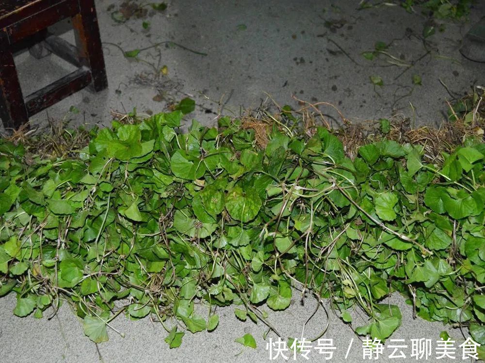 凉茶|若在野外遇到,别当杂草,它就是有名的“积雪草”,目前价值很高