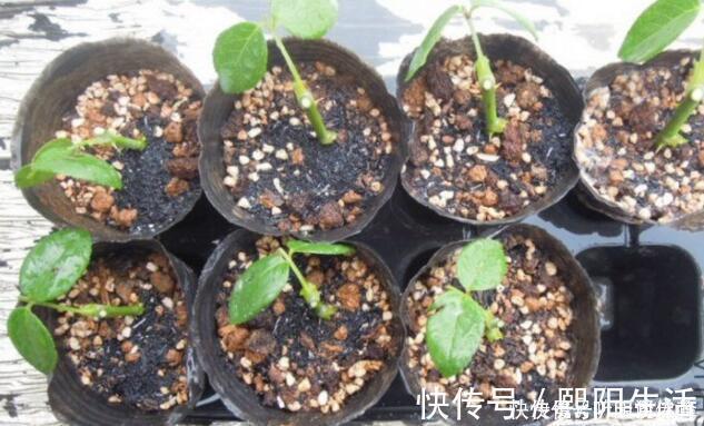 扦插月季不生根？用这捂一捂，过几天“冒白根”，变成月季大户