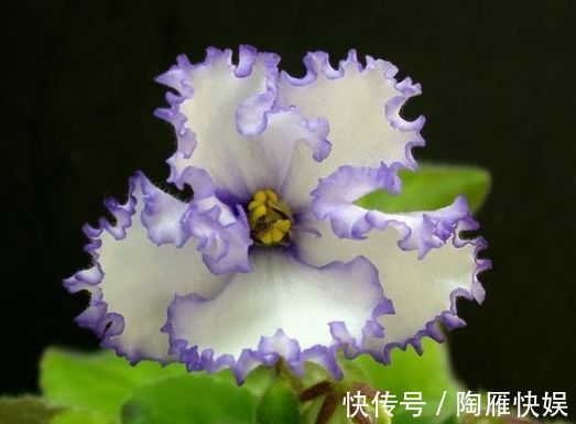 喜欢牡丹,不妨养盆“精品玫瑰”红色伊甸园,开花爆盆,花比叶多