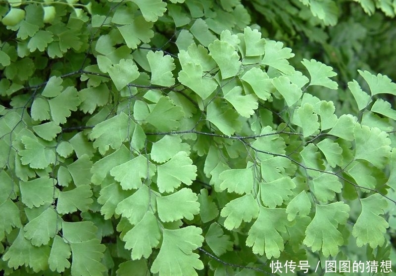功效|石灰岩上生长的这种野草,农民说它很“贱”,却有舒筋活络的功效