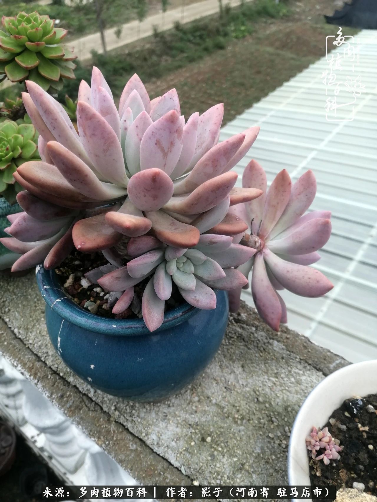 阳台上|被风雨洗礼的多肉越来越漂亮了,忍不住又往坑里跳!