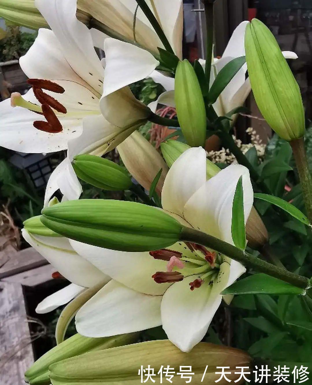 5种花比茉莉还香,越冷越爆盆,满屋子香味,现在买过年开花