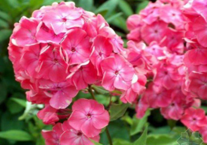 适合阳台养护的几款花卉几,不易生病好养护,花开不断