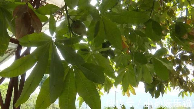 果子|养了十年的发财树，高约5米，年年都结发发财果，出上万都不卖