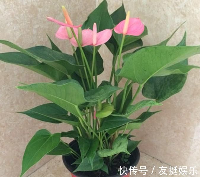 牡丹花|快扔掉家中发财树,真正好看还能净化空气的是这几种,高级又漂亮