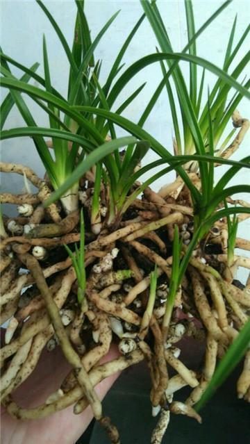 玉米全身是宝，用来养兰花，根系雪白粗壮，抽芽多，开花盛！