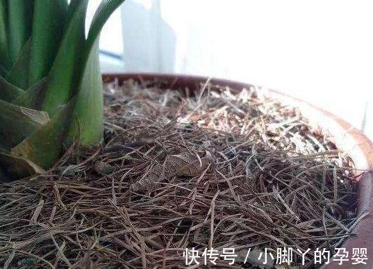 冬季养君子兰，2种垃圾扔盆里，做好2点，根系壮开花旺