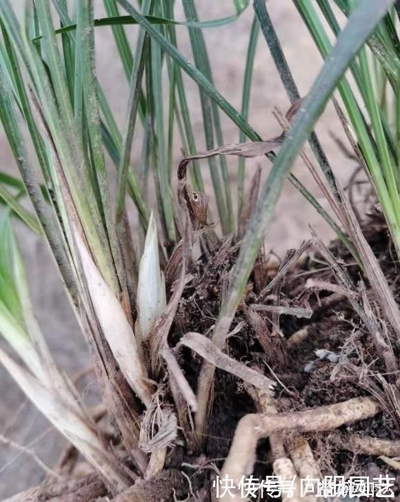 闷根|养兰花，花盆要选对，用“高脚盆”，钻几个洞，养兰花最合适