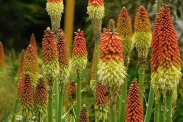 此花所代表的是希望,还有灿烂的人生,是有着非凡意义的花