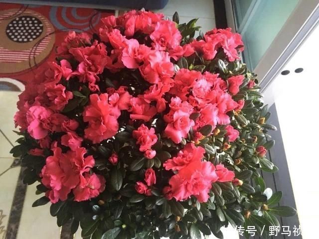 叶子|6种花一天不浇水,叶子就耷拉,缺水3天就死翘