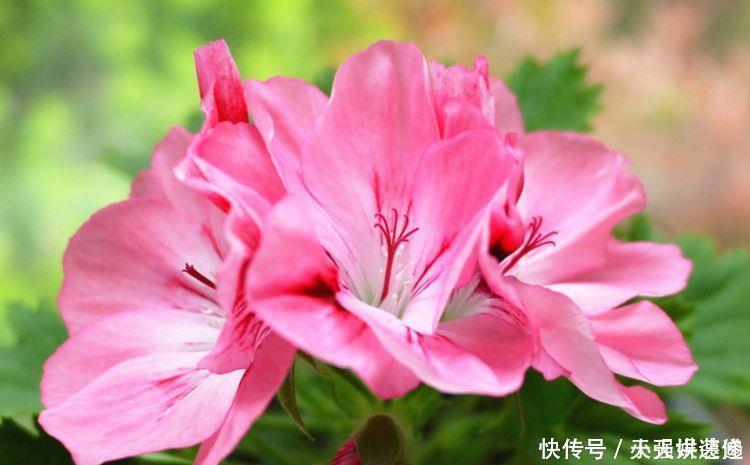 漂亮|几款花卉,花朵美丽漂亮,养在庭院超美的