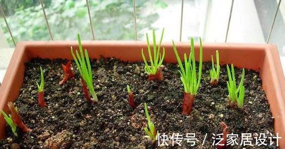 洋葱根|室内种洋葱，随手种一块，小洋葱蹭蹭长