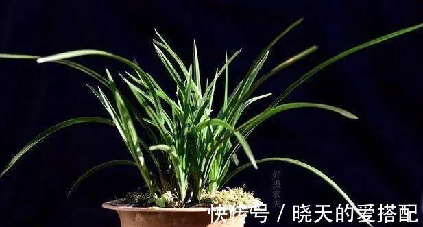 妙招|立秋天气还这么热,养兰花有没有避暑妙招?教你3招安全避暑