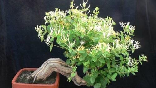 不想买花就养这,随手扦插1个枝,10天发芽,能长成老桩,花芳香