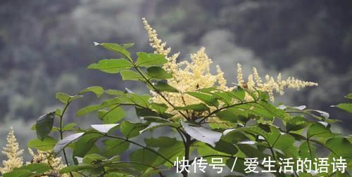 人称“五倍子”,“虫子”越多越值钱,以前是害草,如今成了宝