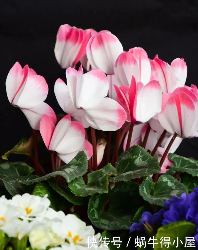 花友来稿|翩翩蝴蝶花还能开180天?看完文章你也可以