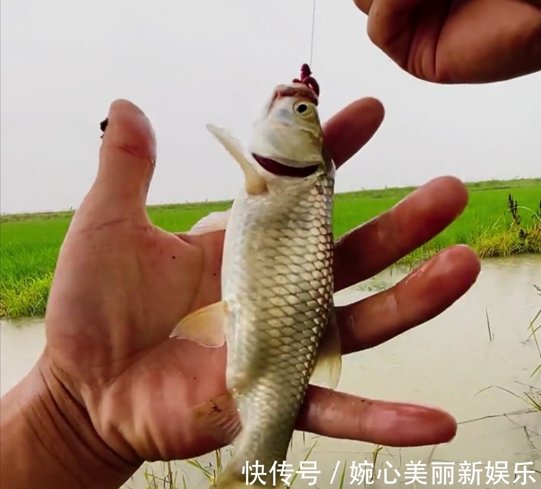 小伟|谁说钓鱼要装备好!我用的是竹竿钓鱼,还不是一样的上鱼了!