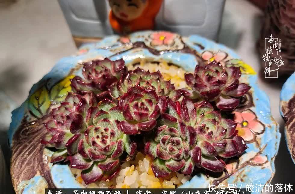 从无到有,四年坎坷多肉路,沉迷肉海难以自拔!