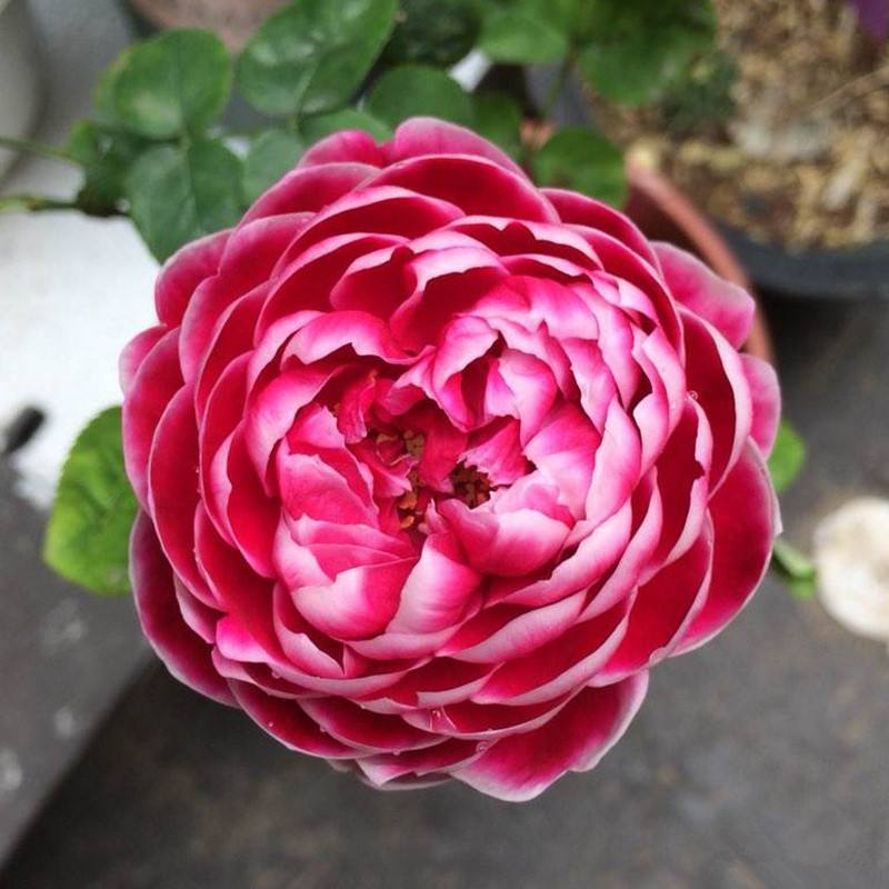 妖艳迷人，此花花开缤纷靓丽，似彩蝶在草坪上翩翩起舞，花香四溢