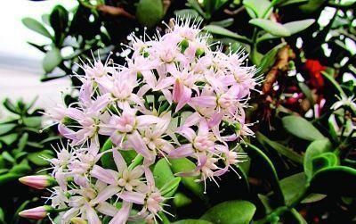 这“3种”树,养成室内“老桩盆景”,观赏价值高,越养越耐看