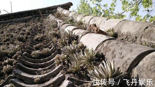 瓦松|瓦房上的1种“多肉”,都叫它“野草”,殊不知用处大,别拔