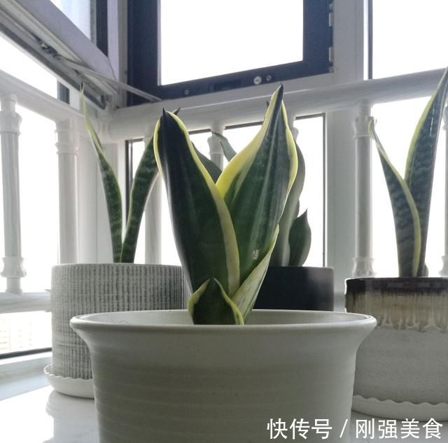 虎皮兰对花盆居然有选择,选对花盆,虎皮兰抽芽快不烂心