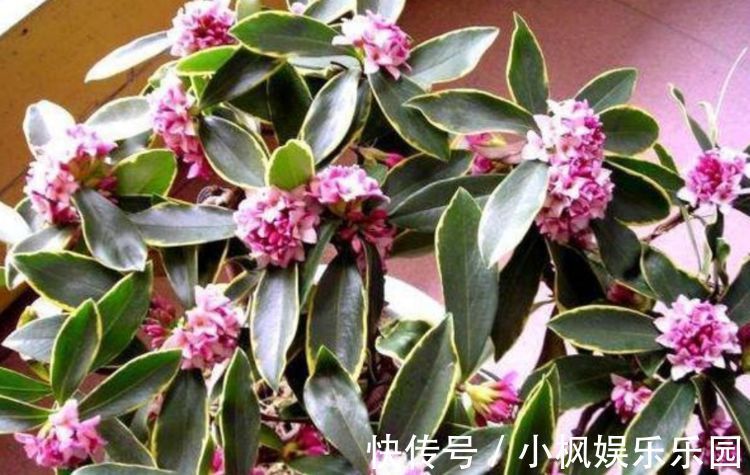 好运|4种花养在家里,一整年都有好运气,养在哪里都爆盆,好运到来