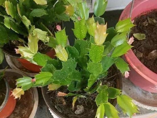 水溶肥|秋养君子兰、蟹爪兰、长寿花,注意这些,植物成长开花不受干扰