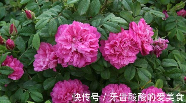 芦荟|6种“女人花”能吃又好闻,采花泡茶养容颜,女人养花,花养美女