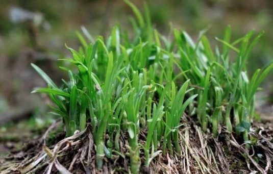 木籽|常吃韭菜补肾脏医生真正养肾的2种食物,男性却都不爱吃!