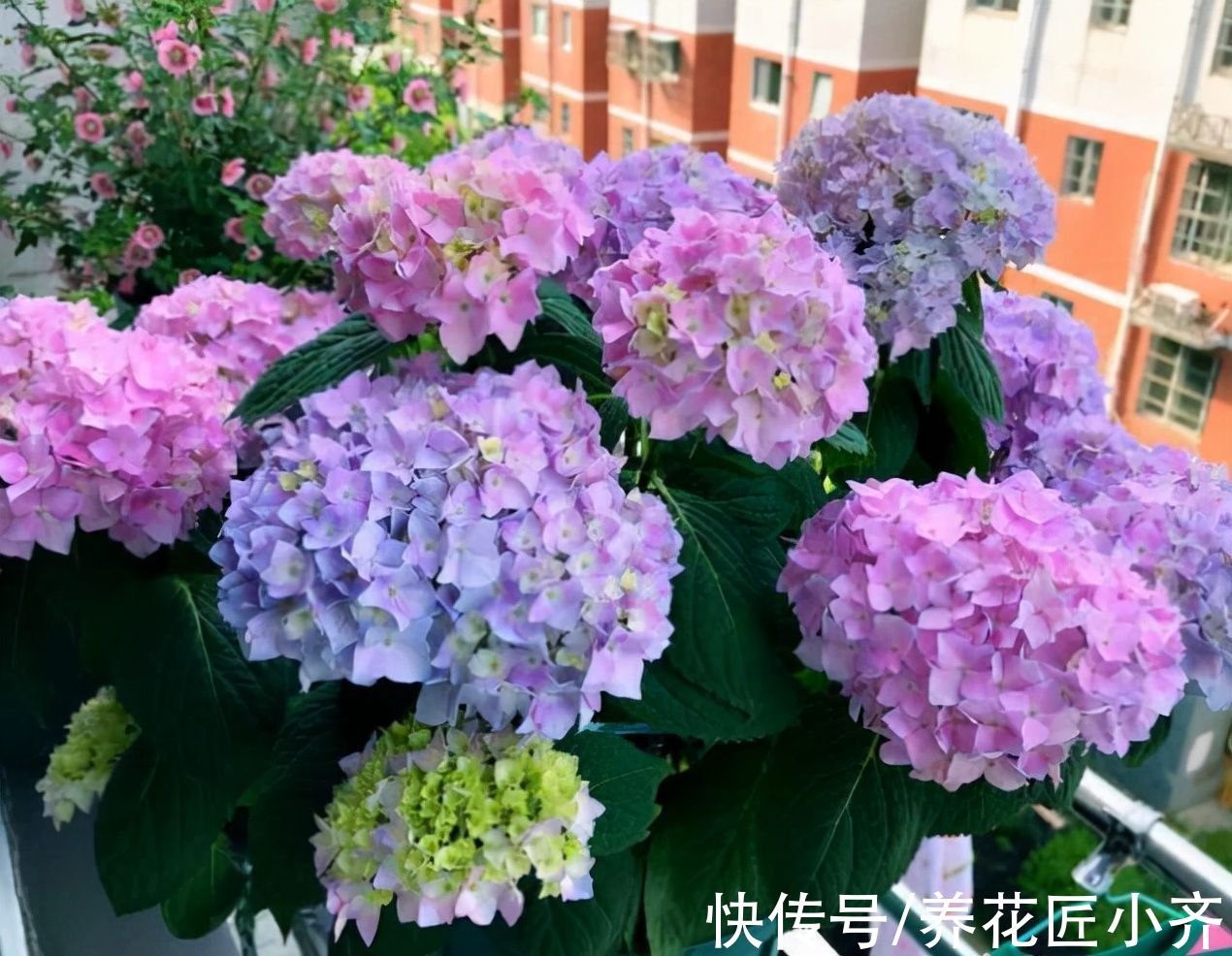 网上常见的4种花,要谨慎购买,虽然销量不低,但是都是“骗局”