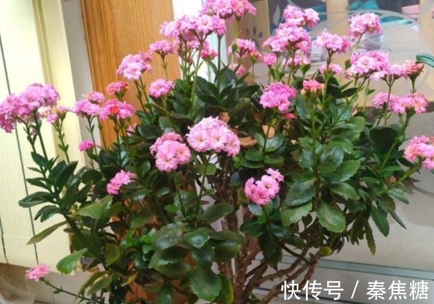 营养物质|冬日长寿花开完花后，马上动手做4件事，10天就能迎来下一波花